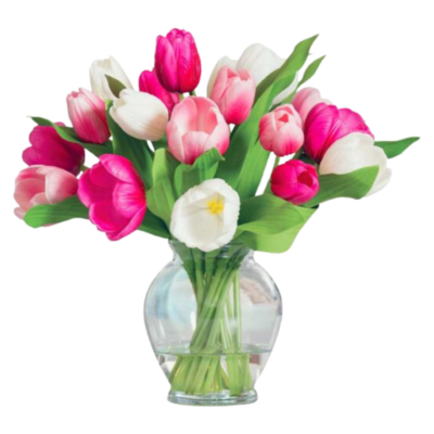 Sugar Blossom Tulips